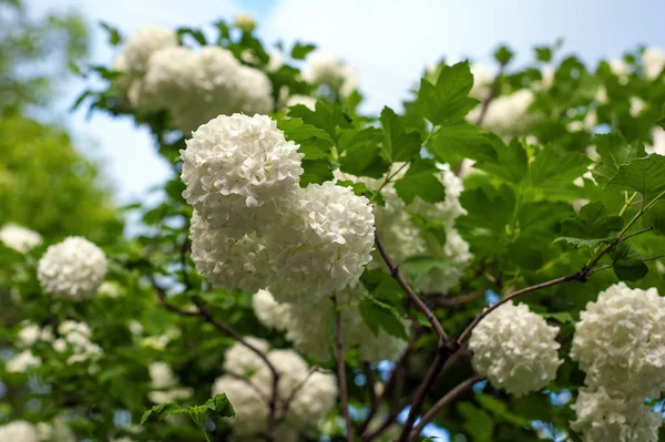 Chinês Bola Neve Viburnum Cabeças Flores Estão Com Neve Floração — Fotografia de Stock