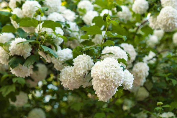 Chiński Śnieżki Kalina Główek Kwiatów Snowy Kwitnące Piękne Białe Kwiaty — Zdjęcie stockowe