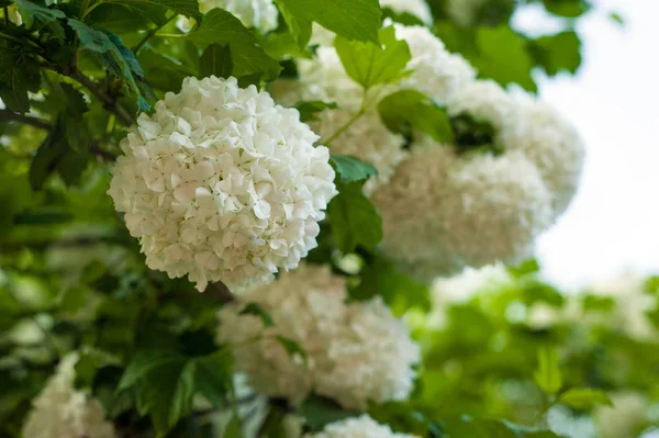 Chiński Śnieżki Kalina Główek Kwiatów Snowy Kwitnące Piękne Białe Kwiaty — Zdjęcie stockowe