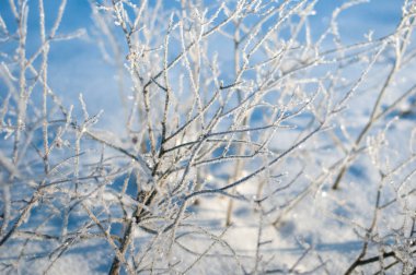 Çalıların dallarını bir güneşli kış sabahı frost ile kaplı. Soğuk bir sabah donmuş çalılar.