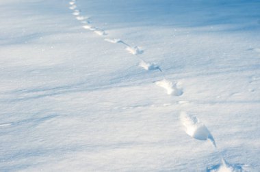 Doku olarak derin karda ayak izleri... güneşli bir günde taze bir rüzgârla oluşan kar yığını üzerinde taze hayvan parçaları.