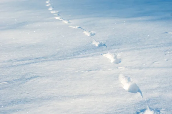 Doku olarak derin karda ayak izleri... güneşli bir günde taze bir rüzgârla oluşan kar yığını üzerinde taze hayvan parçaları.