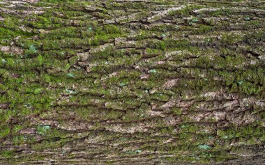 Bir ağaç üzerine yeşil yosun ile kahverengi kabuğu kabartma dokusu. Bir ağaç kabuğu doku yatay fotoğraf. Eski bir meşe Barka kabartma yaratıcı dokusuna.