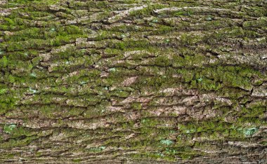 Bir ağaç üzerine yeşil yosun ile kahverengi kabuğu kabartma dokusu. Bir ağaç kabuğu doku yatay fotoğraf. Eski bir meşe Barka kabartma yaratıcı dokusuna.