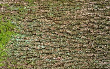 Bir ağaç üzerine yeşil yosun ile kahverengi kabuğu kabartma dokusu. Bir ağaç kabuğu doku yatay fotoğraf. Eski bir meşe Barka kabartma yaratıcı dokusuna.