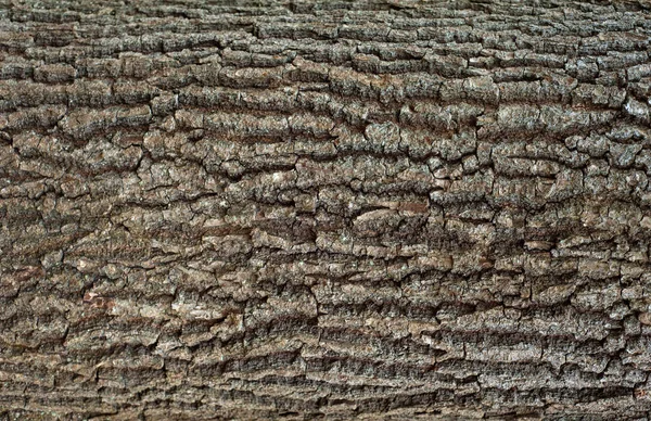 Reliefową Fakturą Brązowy Kory Drzewa Mchem Nim Poziome Zdjęcie Tekstury — Zdjęcie stockowe