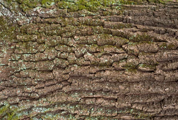 Textura Alívio Casca Marrom Uma Árvore Com Musgo Verde Nela — Fotografia de Stock