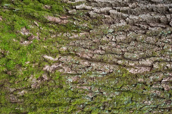 浮雕纹理的棕色树皮的树木与绿色苔藓 树树皮纹理的水平照片 一种古老橡木树皮的浮雕创意纹理 — 图库照片