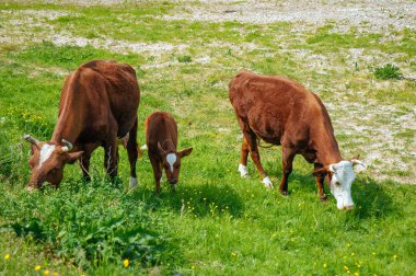 Güzel yeşil vadi peyzaj calf.on ile inek sürüsü panoramik fotoğrafı arka plan üzerinde mera güneşli bir günde yaşam tarzı kavramı.