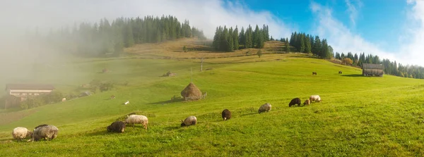 Karpatlar Ukrayna Yolculuk Dağlarda Seyahat Yaşam Tarzı Kavramı Hiking Güzel — Stok fotoğraf