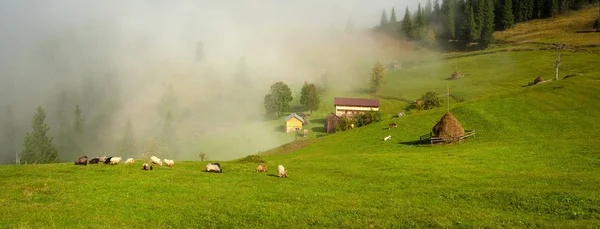 Karpatlar Ukrayna Yolculuk Dağlarda Seyahat Yaşam Tarzı Kavramı Hiking Güzel — Stok fotoğraf