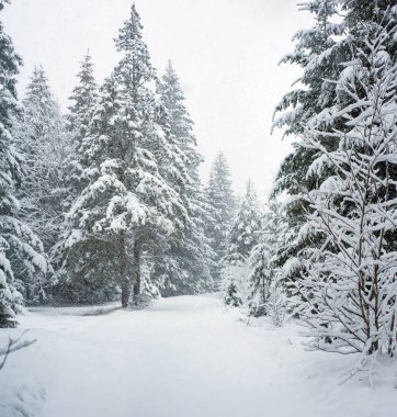 Fury kar kış Peri ormanda düşer. Muhteşem kış manzara karlı ağaçlarda. Karlı köknar kış orman dağlarda. Noel arka plan.