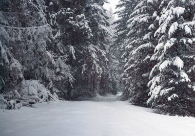Fury kar kış Peri ormanda düşer. Muhteşem kış manzara karlı ağaçlarda. Karlı köknar kış orman dağlarda. Noel arka plan.