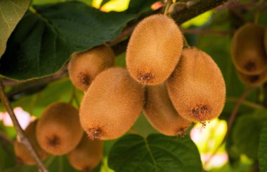 Bir ağacın dalları ve yaprakları ile frash kivi (Actinidia chinensis). Sağlıklı kivi bir çiftlikte bir ağaçta yetişir.