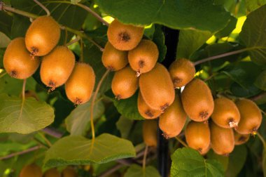 Bir ağacın dalları ve yaprakları ile frash kivi (Actinidia chinensis). Sağlıklı kivi bir çiftlikte bir ağaçta yetişir.