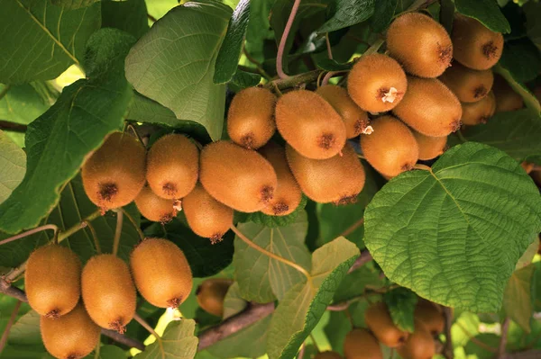 Bir ağacın dalları ve yaprakları ile frash kivi (Actinidia chinensis). Sağlıklı kivi bir çiftlikte bir ağaçta yetişir.