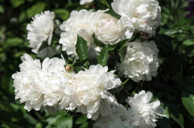  Bahçede beyaz peonies (Paenia). Beyaz şakayık çiçek açmış. Güzel beyaz Peonie çiçek closeup.