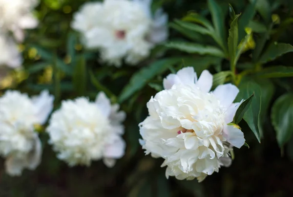 Peonías Blancas Paenia Jardín Peonía Blanca Floreciente Primer Plano Hermosa — Foto de Stock