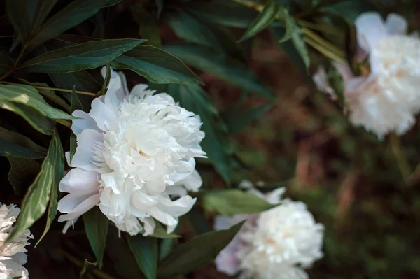 White Peonies Paenia Garden Blooming White Peony Closeup Beautiful White — Stock Photo, Image
