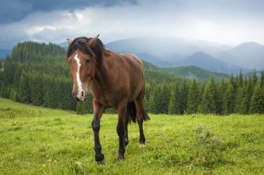 Yağmur sonra Karpat Dağları, yüksek-arazi mera, at otlatma. Güzel yeşil mera üzerinde Dağları'nın bir arka plan resmi.