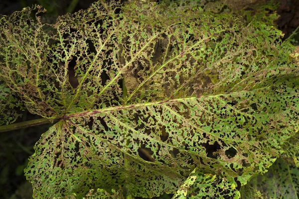 Feche Acima Textura Verde Folha Leaky Folha Abstrato Natureza Fundo — Fotografia de Stock