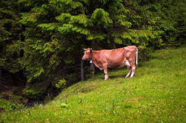 Karpatlar dağlarında bir arazide inek otlatmak. Çim yeşil mera yemyeşil orman güzel güneşli bir günde otlatma sığır.