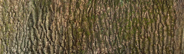 Struttura Goffrata Della Corteccia Marrone Albero Con Muschio Verde Lichene — Foto Stock