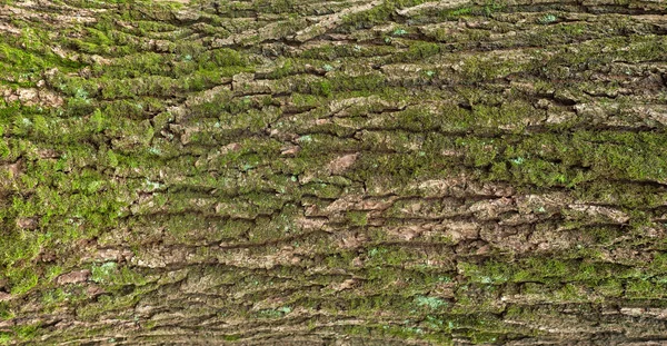 Reliéfní Textura Hnědé Kůry Stromu Zeleným Mechem Lišejníky Něm Panoramatické — Stock fotografie