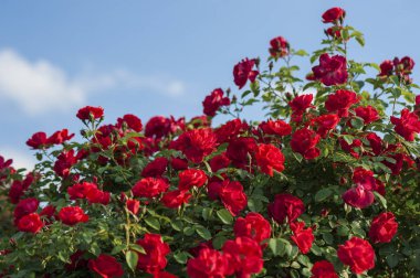  Kırmızı gül tomurcukları yeşil Bush bir arka plan ile. Kırmızı Gül Bush bulutlar mavi bir gökyüzü arka planda çiçek açan.