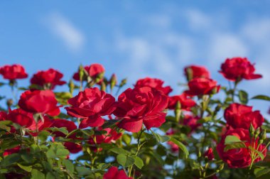  Kırmızı gül tomurcukları yeşil Bush bir arka plan ile. Kırmızı Gül Bush bulutlar mavi bir gökyüzü arka planda çiçek açan.
