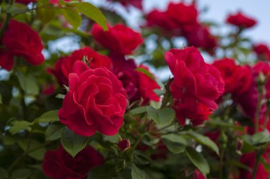  Kırmızı gül tomurcukları yeşil Bush bir arka plan ile. Kırmızı Gül Bush bulutlar mavi bir gökyüzü arka planda çiçek açan.