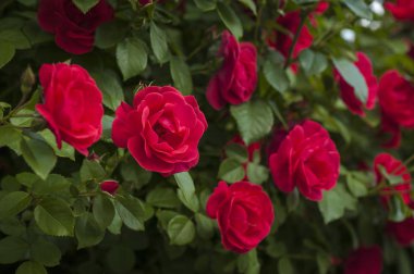 Kırmızı gül tomurcukları bir arka planda yeşil Bush ile kapatın. Kırmızı Gül Bush bahçede çiçek açan.