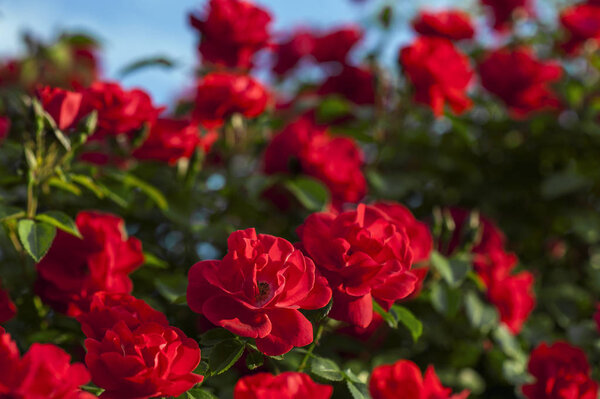  Красные розы с бутонами на фоне зеленого куста. Буш из красных роз цветет на фоне голубого неба с облаками
.