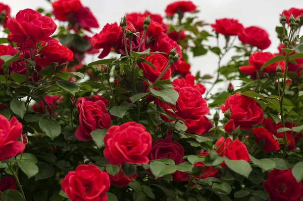 Kırmızı gül tomurcukları bir arka planda yeşil Bush ile kapatın. Kırmızı Gül Bush bahçede çiçek açan.
