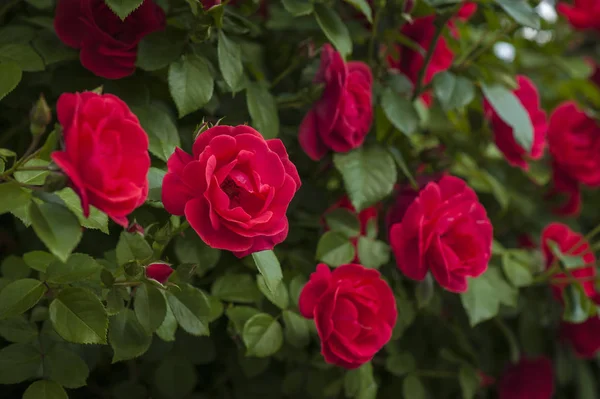 Kırmızı gül tomurcukları bir arka planda yeşil Bush ile kapatın. Kırmızı Gül Bush bahçede çiçek açan.