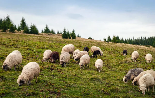 Panorama of landscape with herd of sheep graze on green pasture — Stock Photo, Image