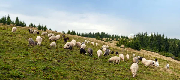 Landschaftspanorama mit Schafherden, die auf der grünen Weide in den Bergen grasen. — Stockfoto