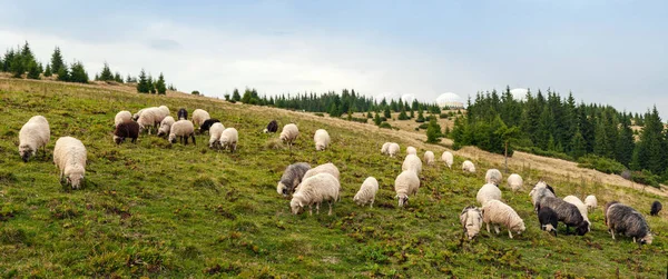 Panorama of landscape with herd of sheep graze on green pasture — Stock Photo, Image