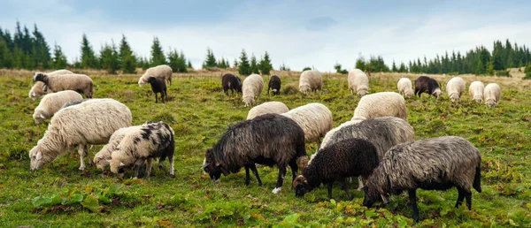 Panoráma táj állomány Juhok legelnek a zöld legelő — Stock Fotó