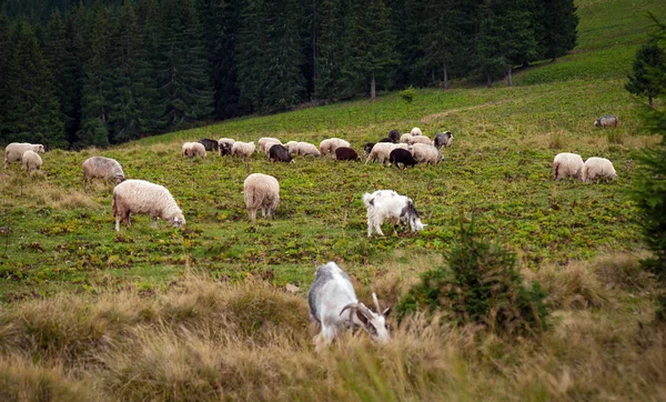 Landschaftspanorama mit Schafherde auf grüner Weide — Stockfoto