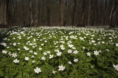 Güneşli bir gün ormanda Anemone nemorosa çiçek. Ahşap anemon çiçeği, windflower, lale. Mavi ve beyaz çiçekler ile muhteşem yeşil orman. Güzel yaz orman manzara.