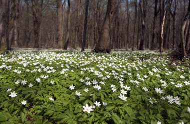 Güneşli bir gün ormanda Anemone nemorosa çiçek. Ahşap anemon çiçeği, windflower, lale. Mavi ve beyaz çiçekler ile muhteşem yeşil orman. Güzel yaz orman manzara.