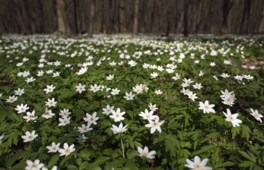 Güneşli bir gün ormanda Anemone nemorosa çiçek. Ahşap anemon çiçeği, windflower, lale. Mavi ve beyaz çiçekler ile muhteşem yeşil orman. Güzel yaz orman manzara.