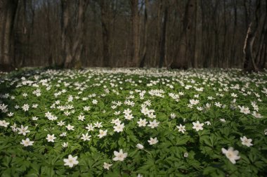 Güneşli bir gün ormanda Anemone nemorosa çiçek. Ahşap anemon çiçeği, windflower, lale. Mavi ve beyaz çiçekler ile muhteşem yeşil orman. Güzel yaz orman manzara.