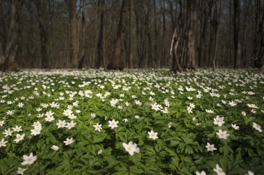 Güneşli bir gün ormanda Anemone nemorosa çiçek. Ahşap anemon çiçeği, windflower, lale. Mavi ve beyaz çiçekler ile muhteşem yeşil orman. Güzel yaz orman manzara.