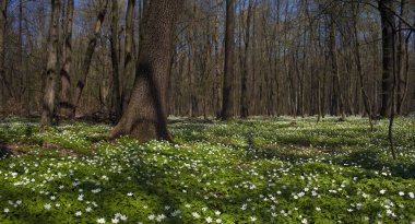 Güneşli bir gün ormanda Anemone nemorosa çiçek. Ahşap anemon çiçeği, windflower, lale. Mavi ve beyaz çiçekler ile muhteşem yeşil orman. Güzel yaz orman manzara.