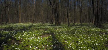 Güneşli bir gün ormanda Anemone nemorosa çiçek. Ahşap anemon çiçeği, windflower, lale. Mavi ve beyaz çiçekler ile muhteşem yeşil orman. Güzel yaz orman manzara.
