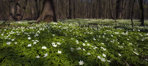 Anemone nemorosa flower in the forest in the sunny day. Wood anemone, windflower, thimbleweed. Fabulous green forest with blue and white flowers. Beautiful summer forest landscape.