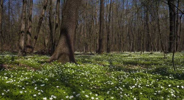 Anemone nemorosa flower in the forest in the sunny day. Wood anemone, windflower, thimbleweed. Fabulous green forest with blue and white flowers. Beautiful summer forest landscape.