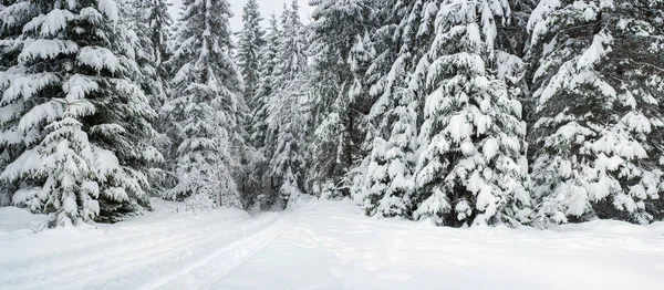 Fury snow falls in the winter fairy forest. Snowy trees in fabulous winter landscape. Snowy firs in the winter forest in the mountains. Christmas background.